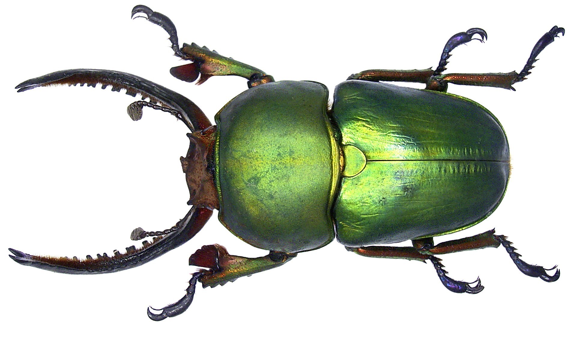 green beetle with large mandibles