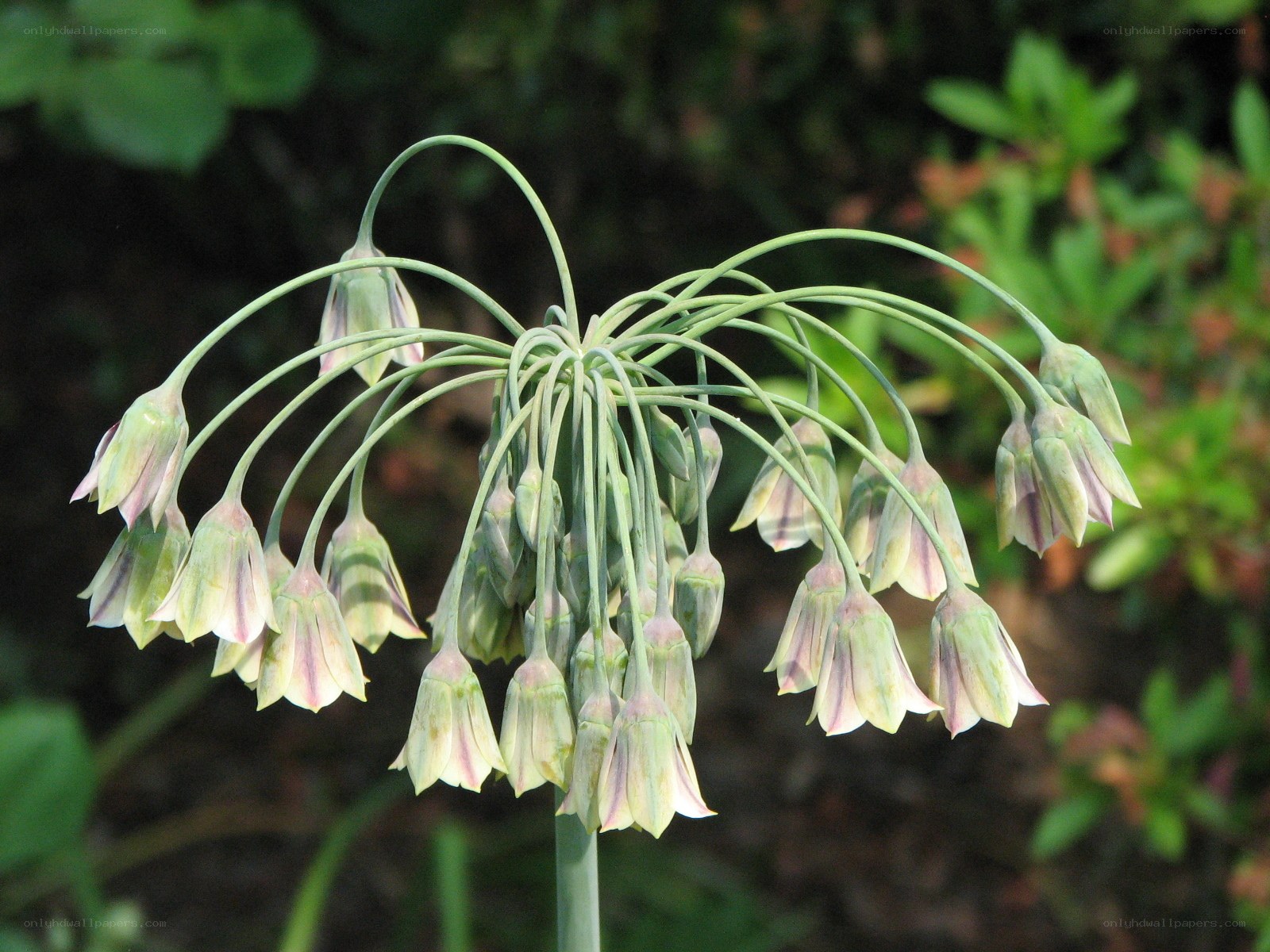 green bell-shaped flowers