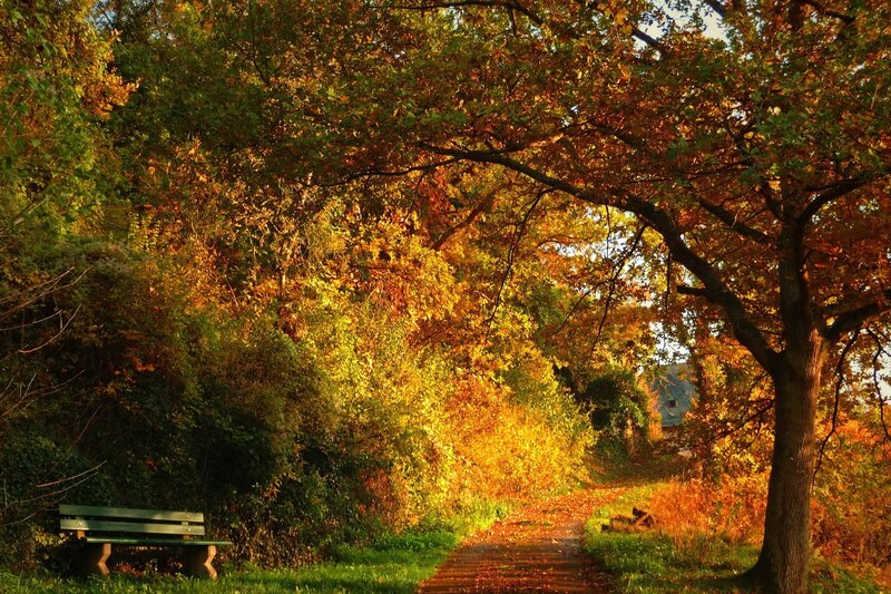 Green Bench in Autumn — Orange, Serene
