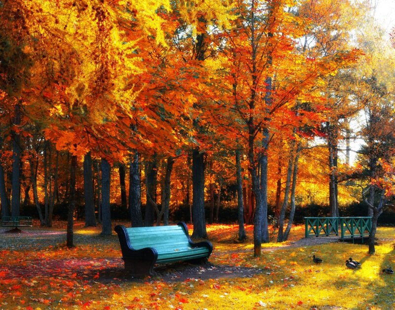 Green Bench in Autumn — Orange