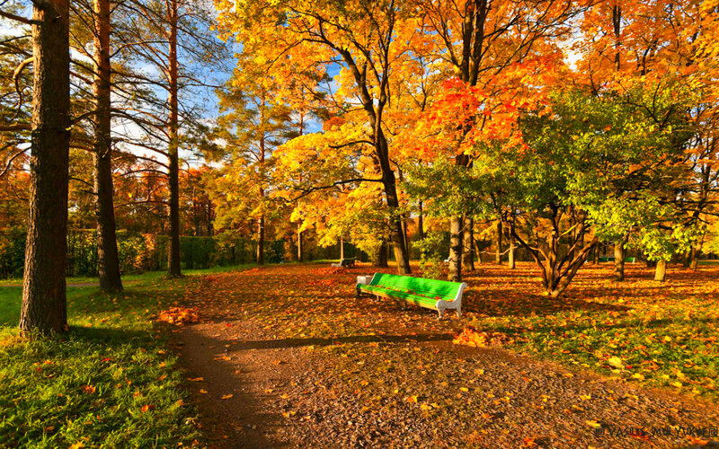 Green Bench in Autumn Park