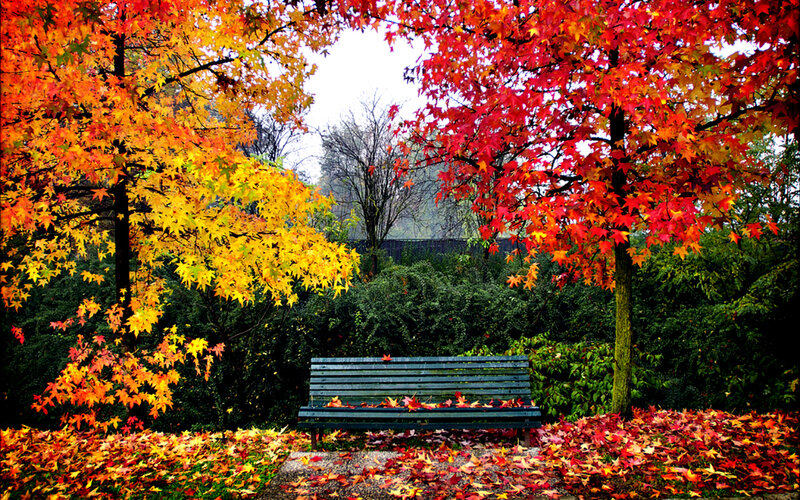 Green Bench in Autumn — Red