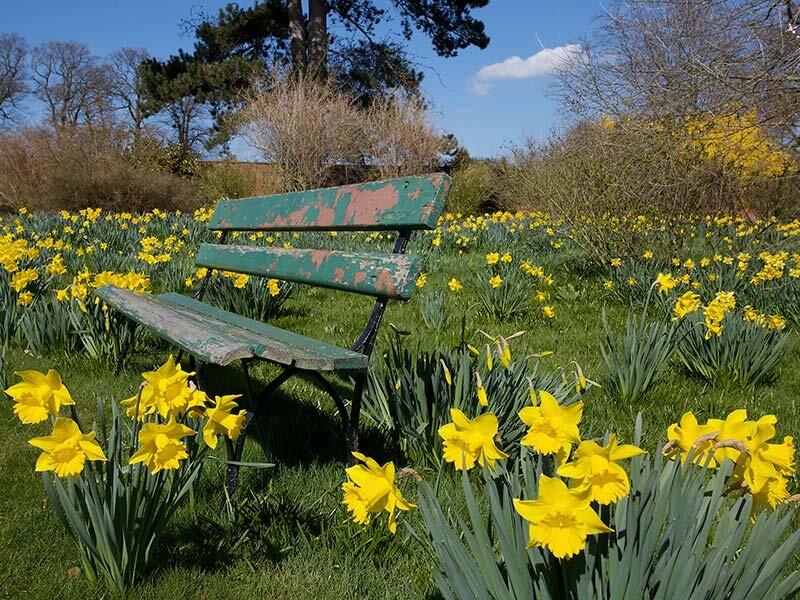 Green Bench in Daffodils
