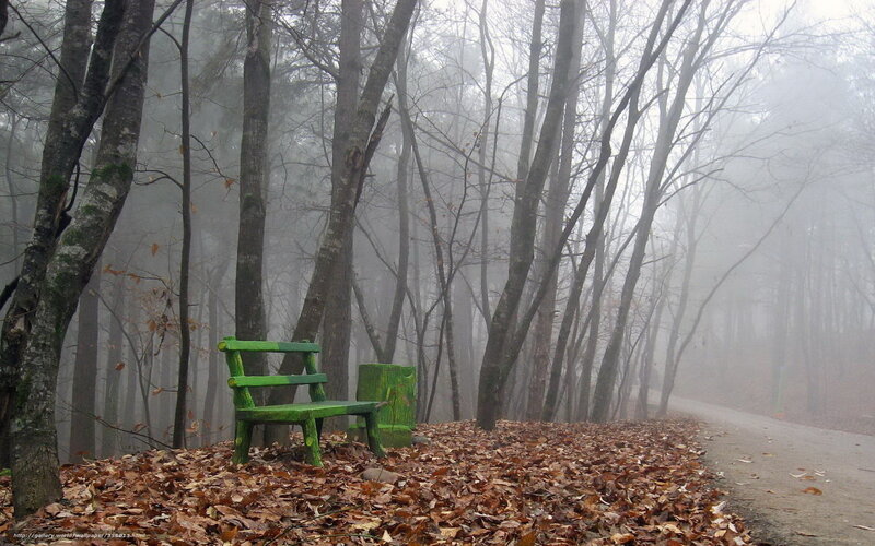 Green bench in foggy forest