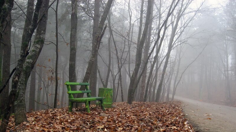Green Bench in Forest — Misty