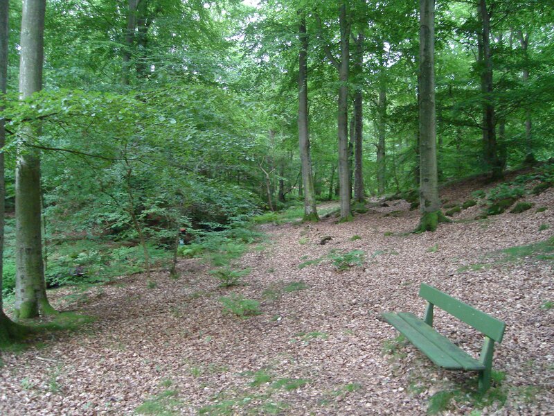 Green Bench in Forest — Serene, Afternoon