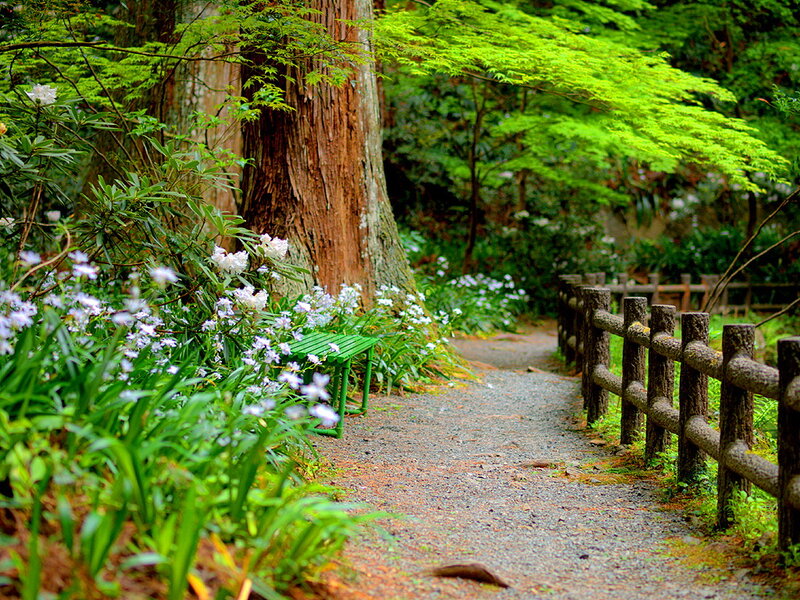 Green Bench in Forest — Serene