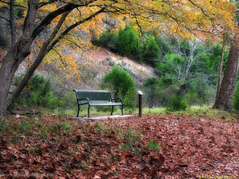 Green Bench in Forest