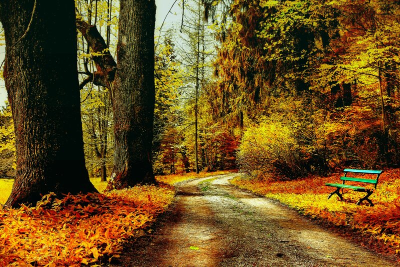 Green Bench in Forest — Yellow, Serene, Autumn