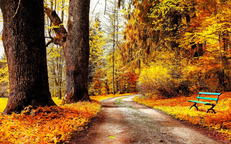 Green Bench in Forest — Yellow, Serene