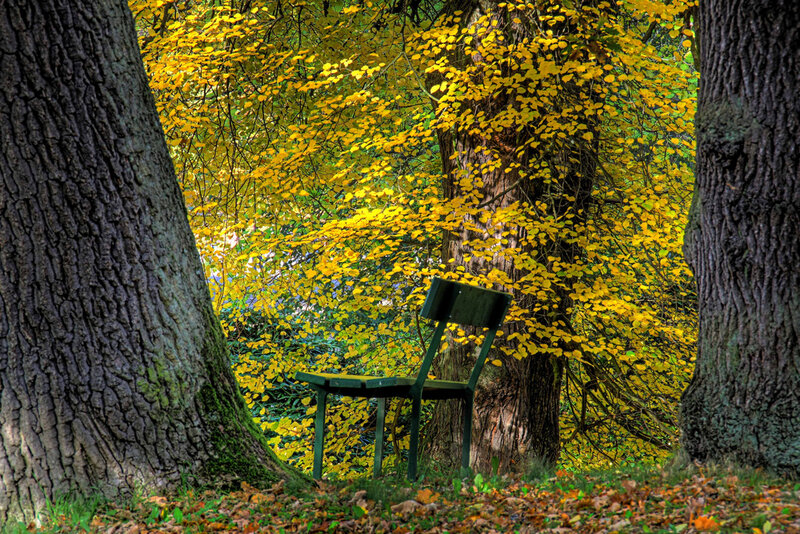 Green Bench in Forest — Yellow