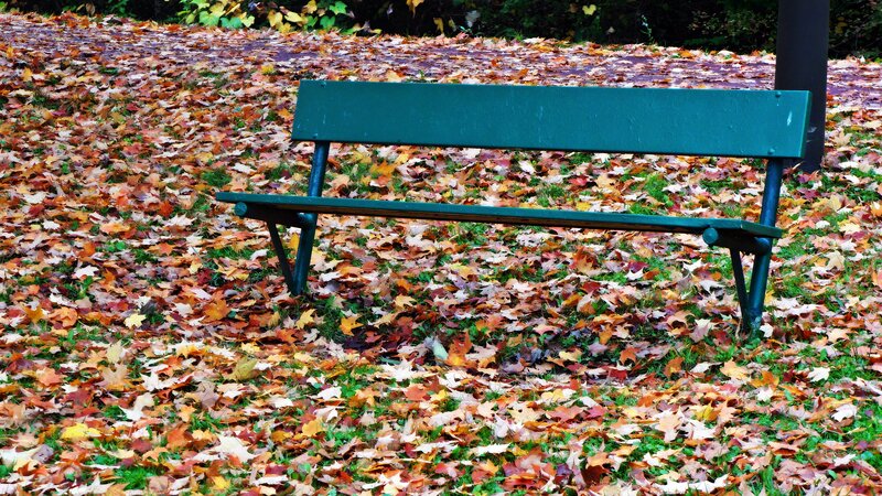 Green Bench in Leaves — Calm