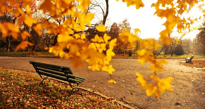 Green Bench in Park — Yellow, Serene