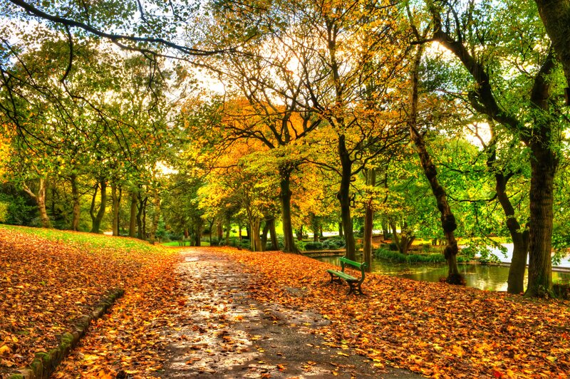Green Bench in Park — Yellow