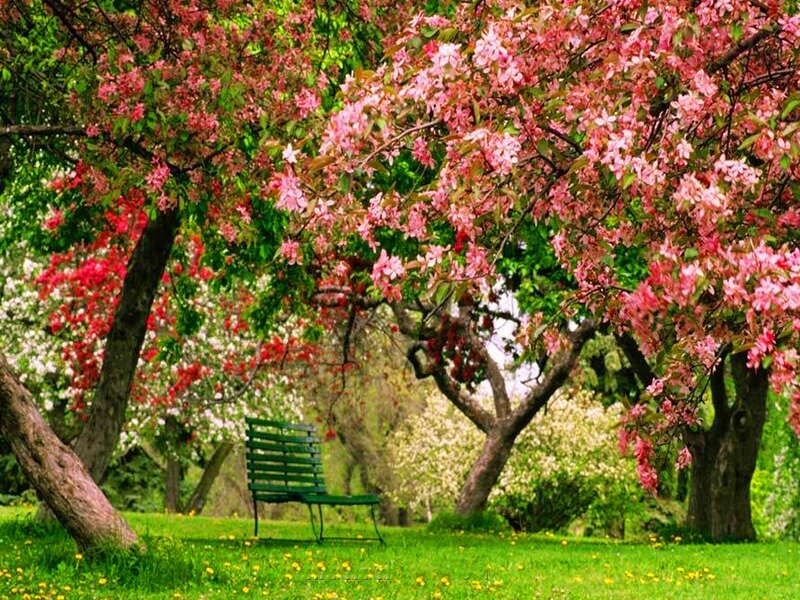 Green Bench under Blossoming Trees