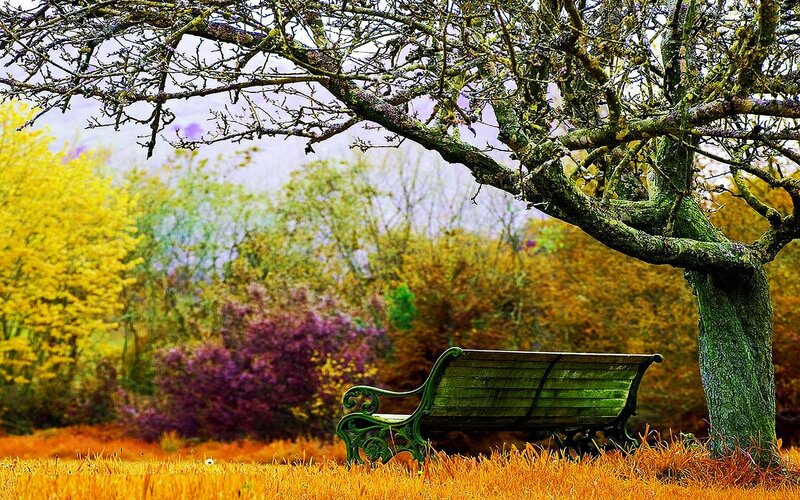 Green Bench under Tree — Serene