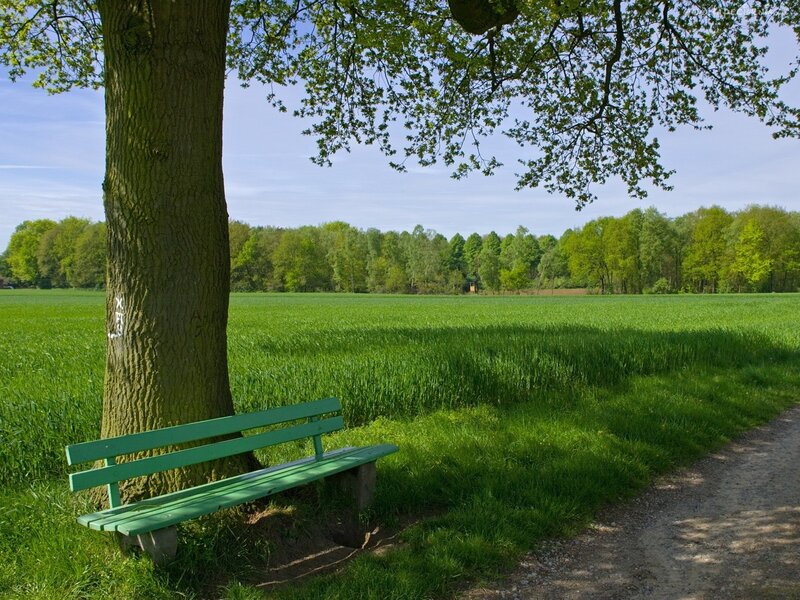 Green Bench under Tree
