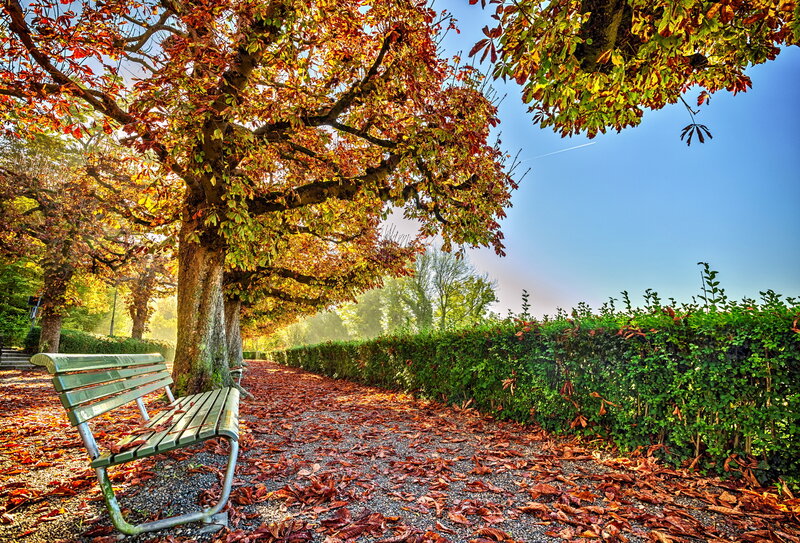 Green Bench under Trees