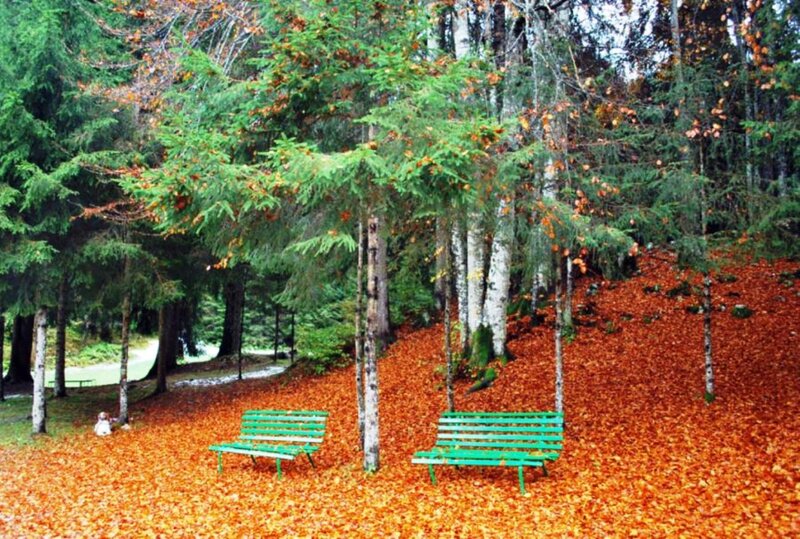 Green Benches in Forest