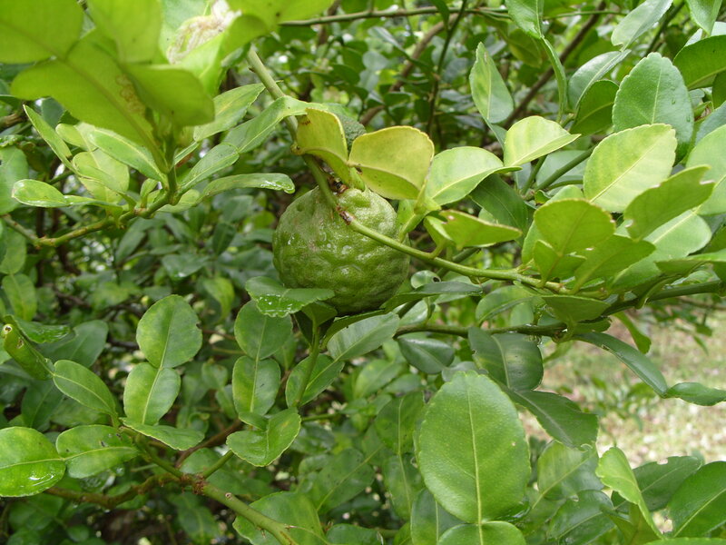 Green Bergamot Fruit