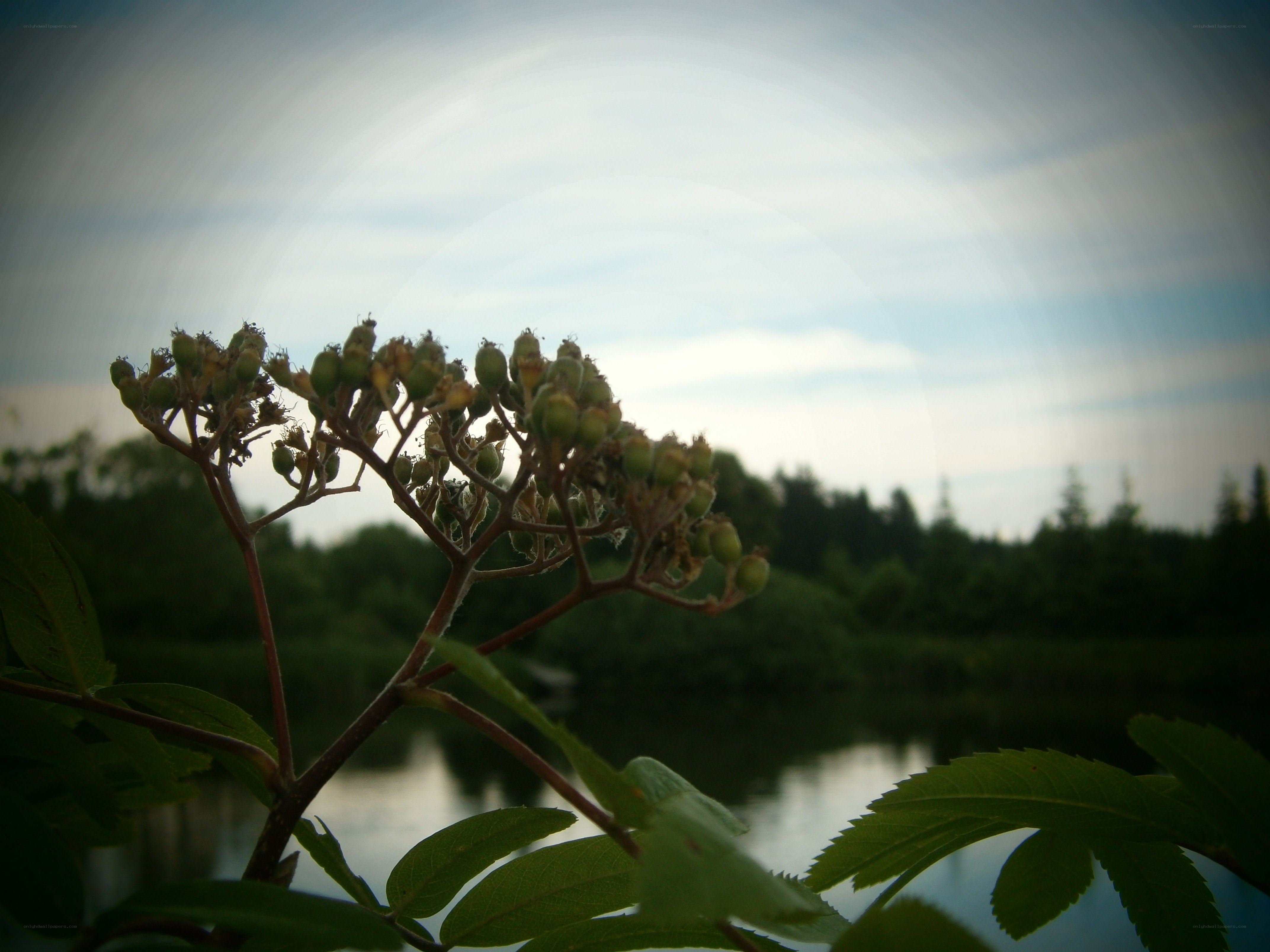 green berries by the lake