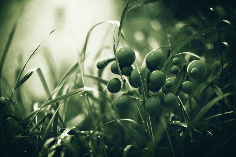 Green berries in grass