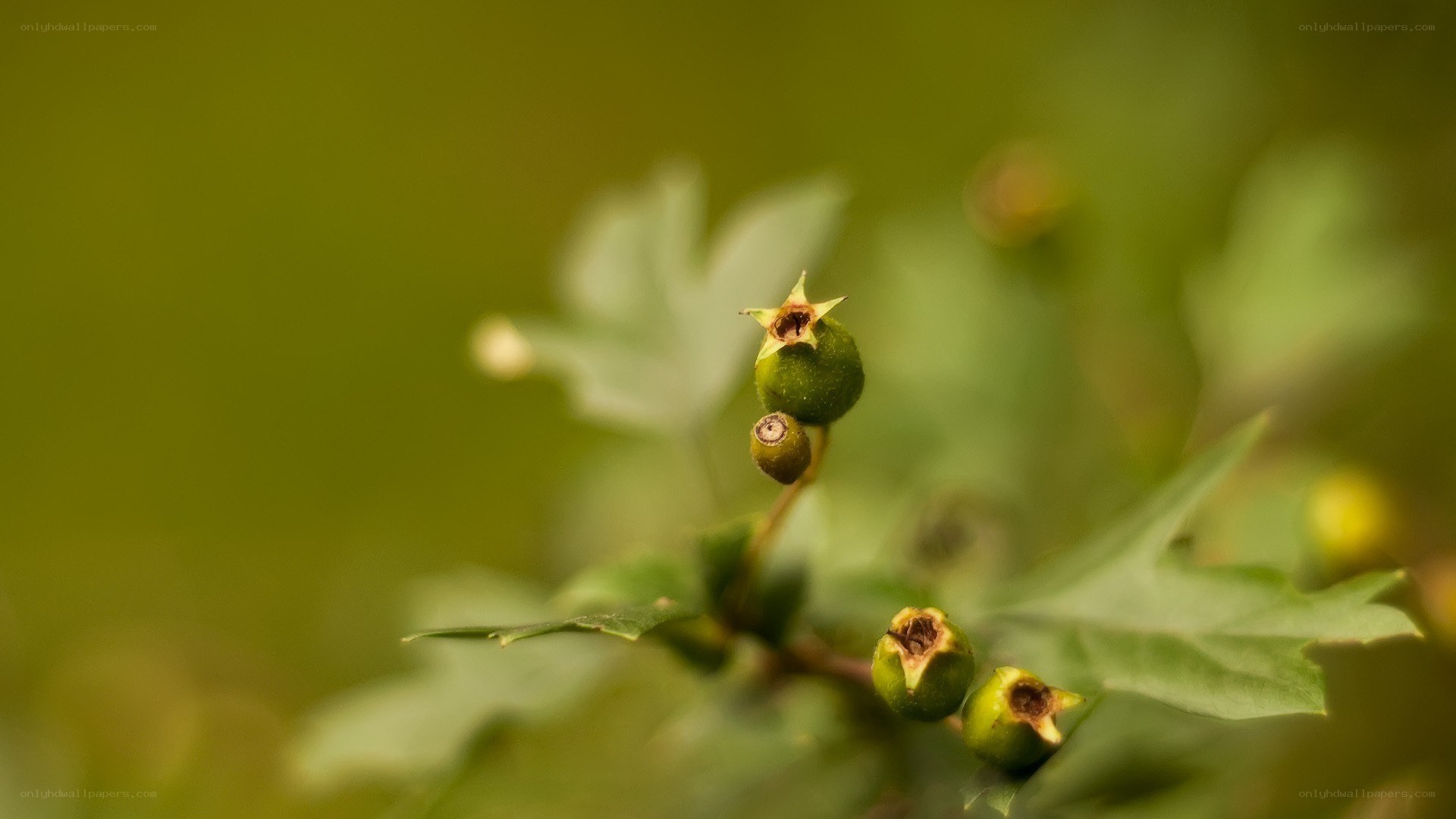 green berries on a branch