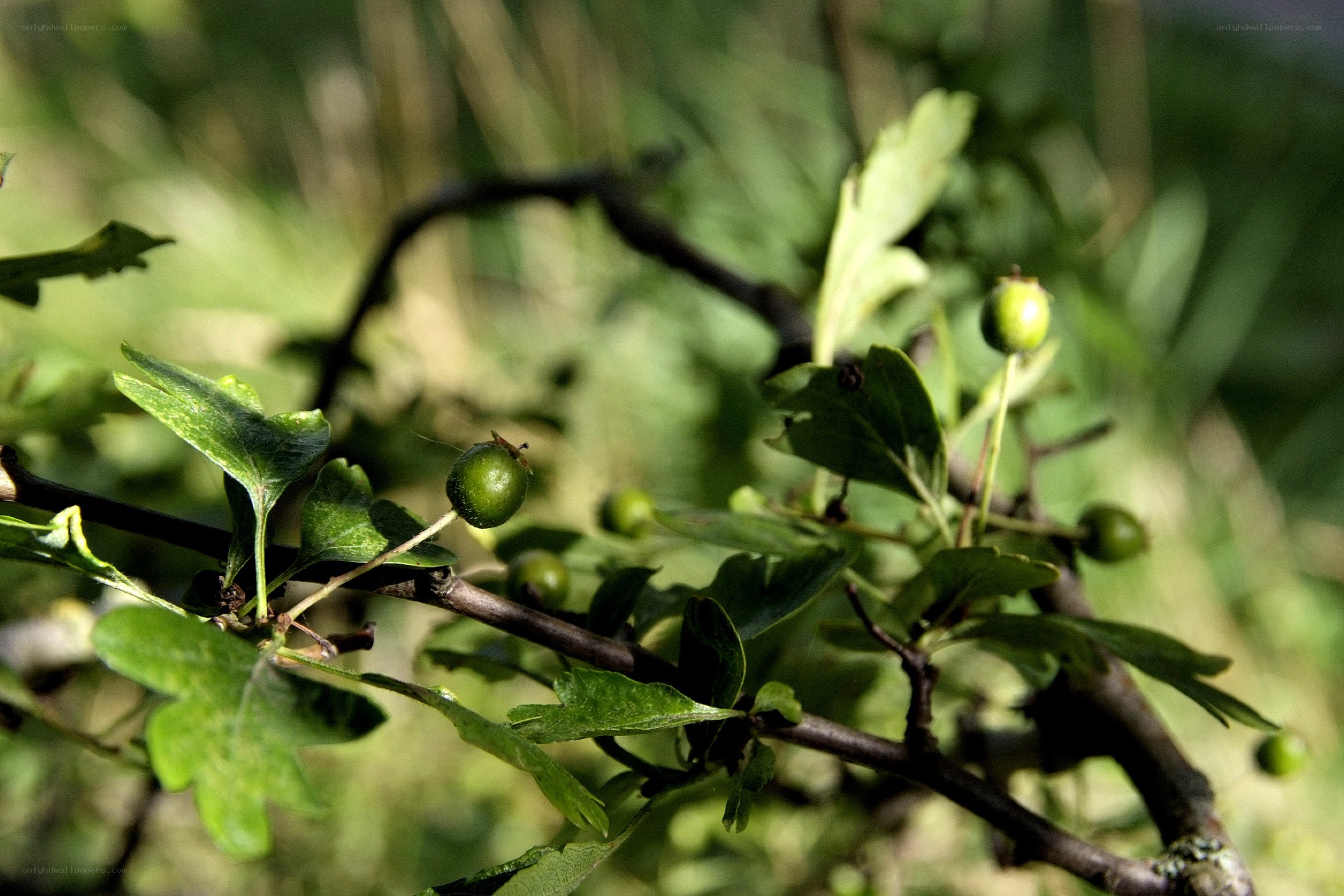 green berries on a branch