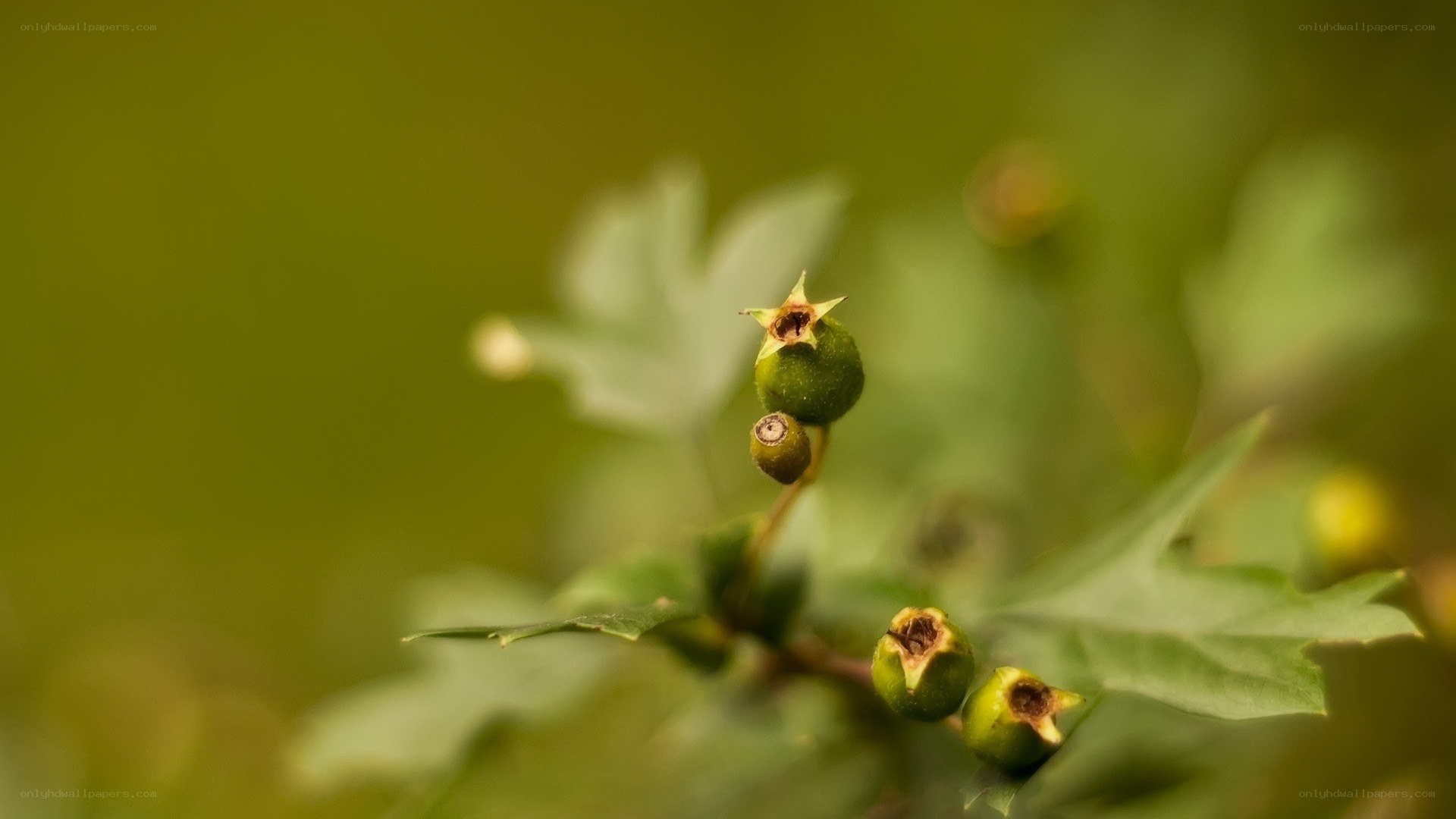 Green berries on a branch