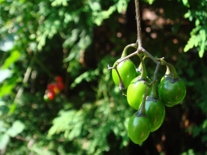 green berries on a plant