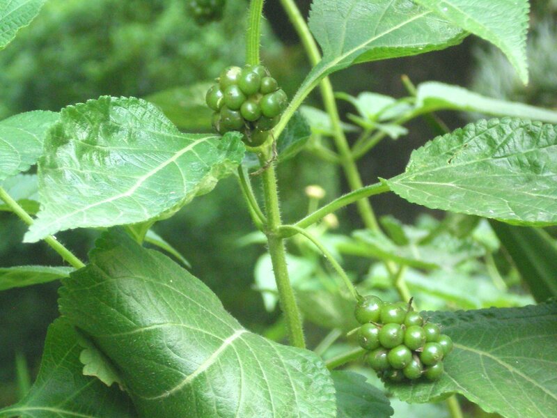 green berries on a plant