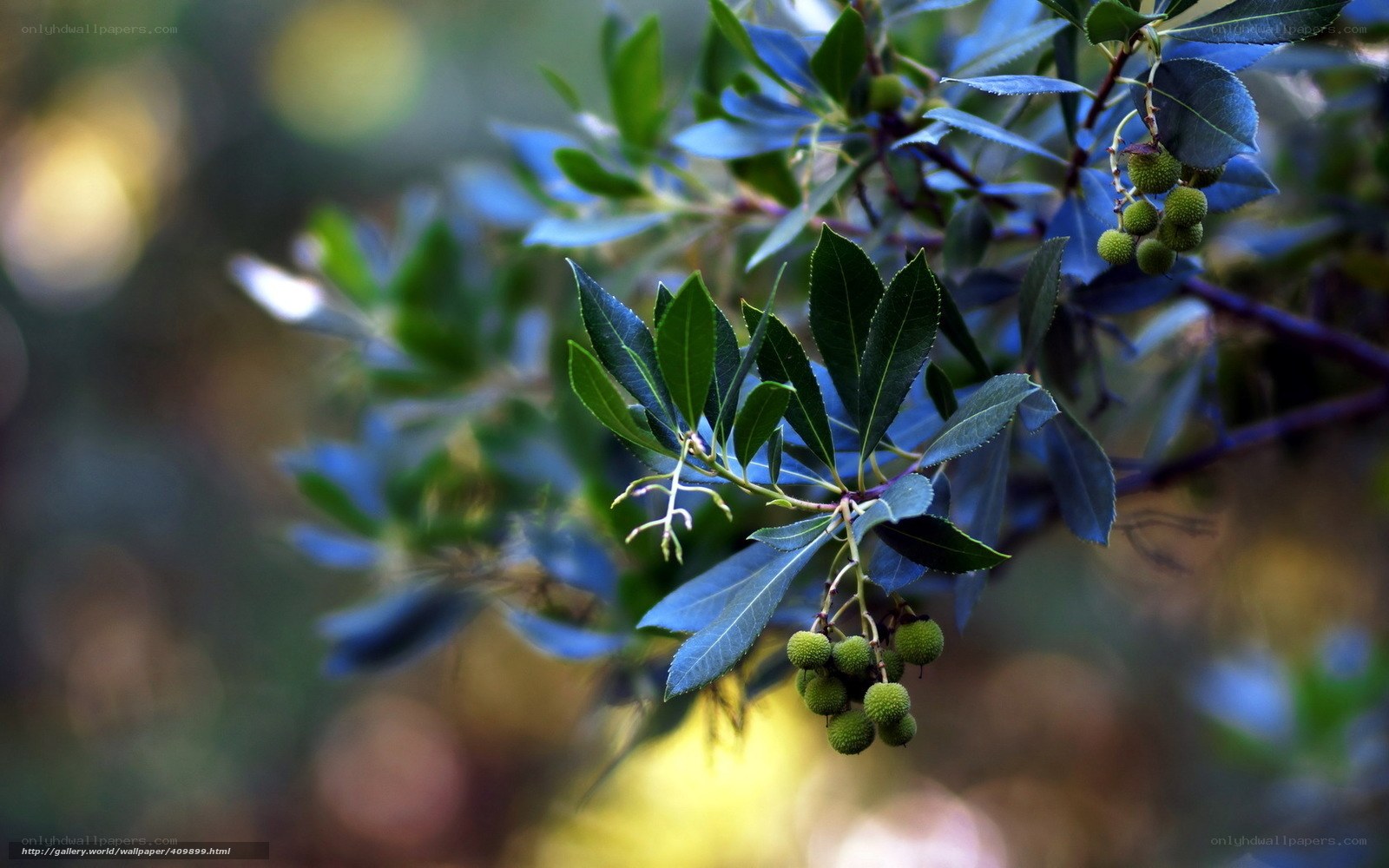 Green berries on a tree branch