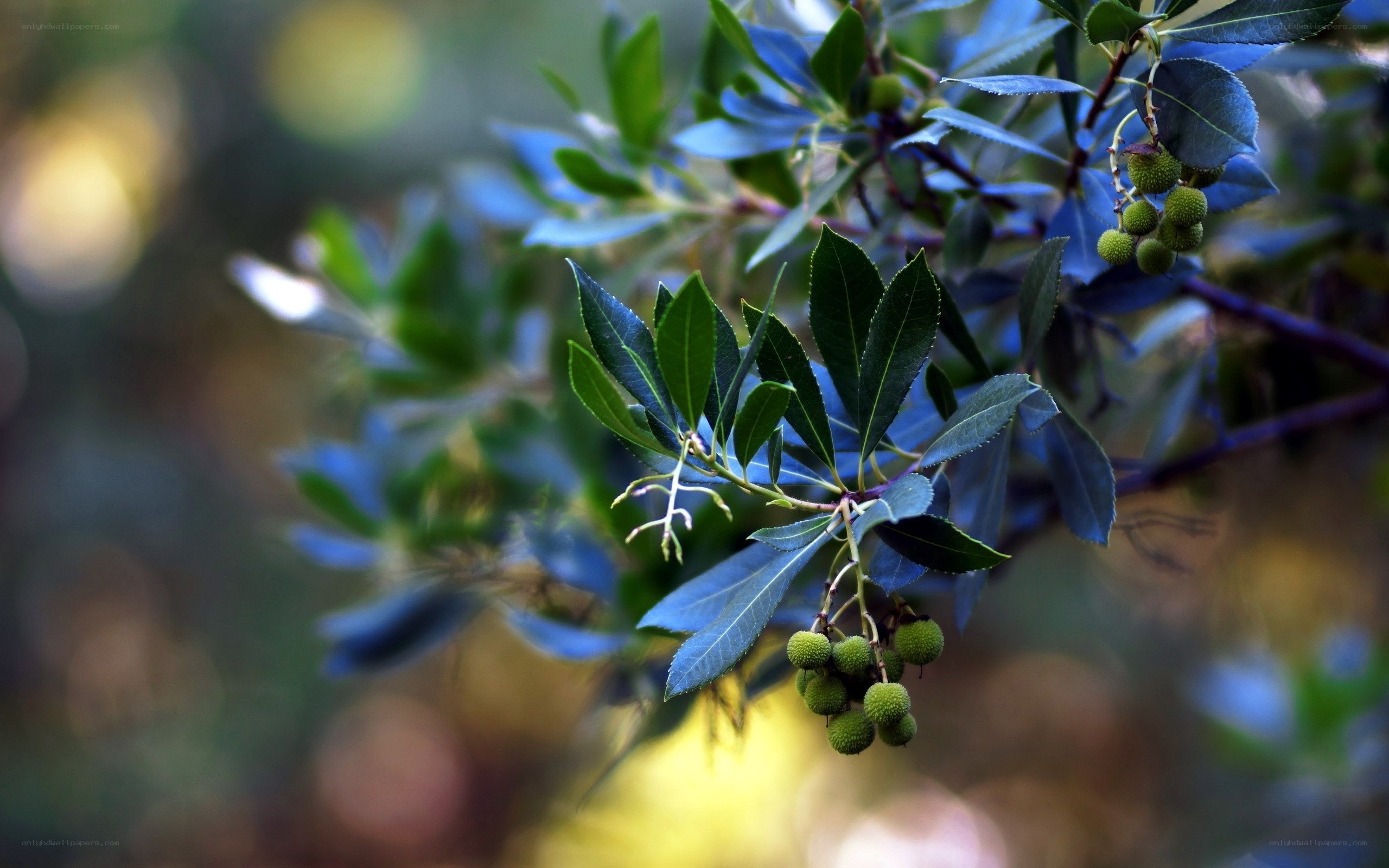 Green berries on a tree branch
