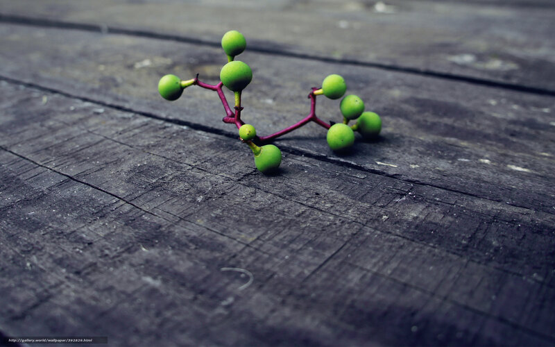 Green Berries on Branch — Calm