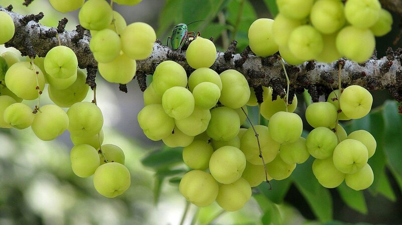 Green Berries on Branch — Natural