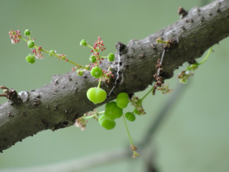 Green Berries on Branch