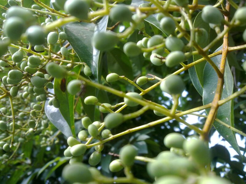 Green Berries on Branches