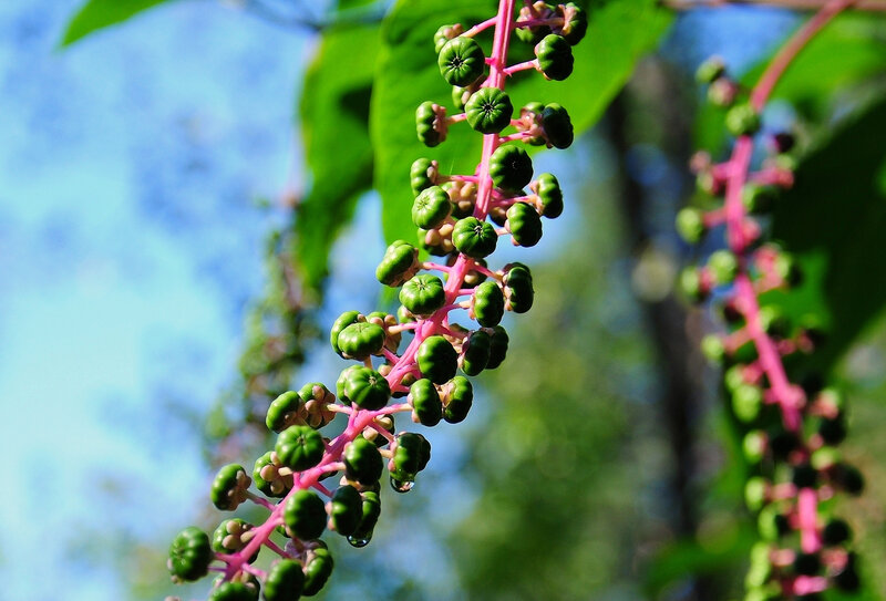 Green Berries on Pink Stem
