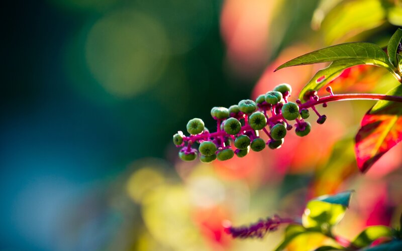 Green Berries on Purple Stem