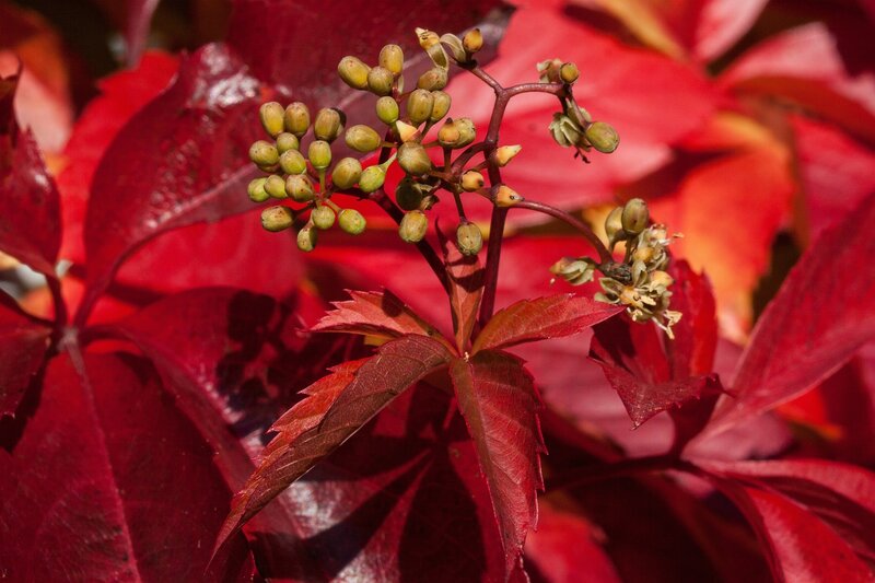 Green Berries on Red Leaves