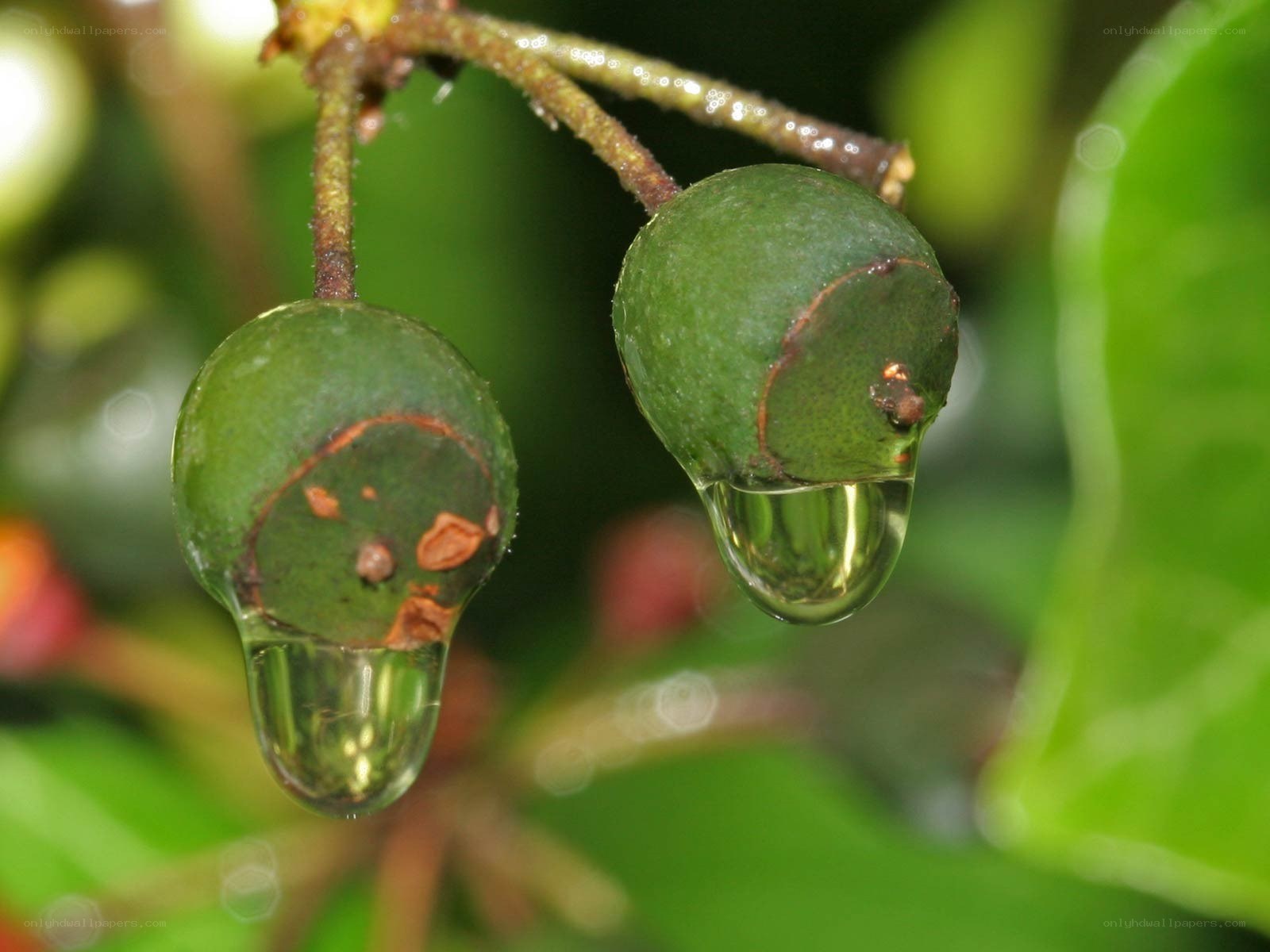 Green berries with water droplets