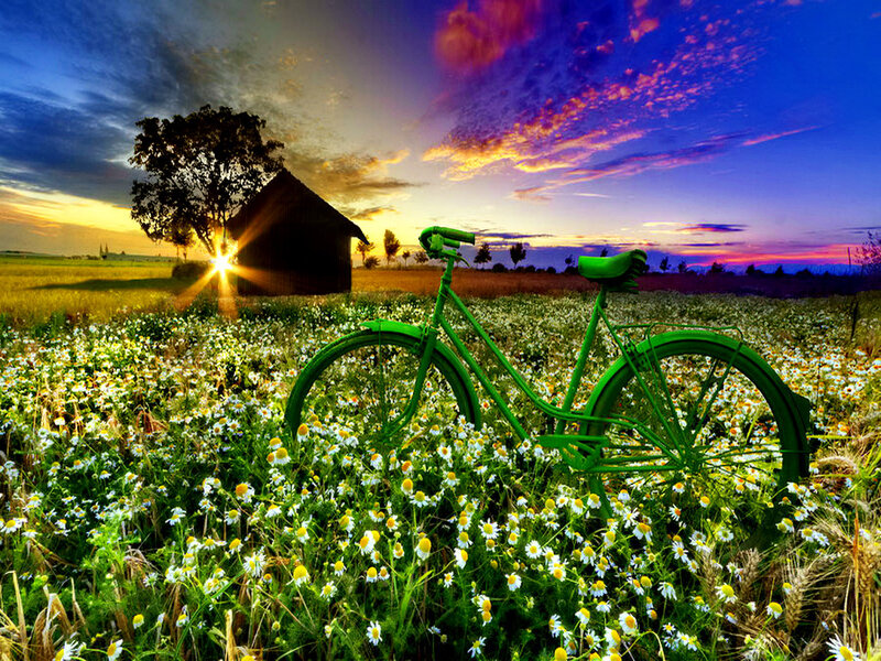 Green Bicycle in Field