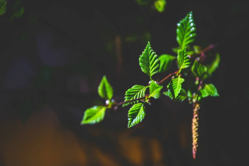 Green Birch Branch