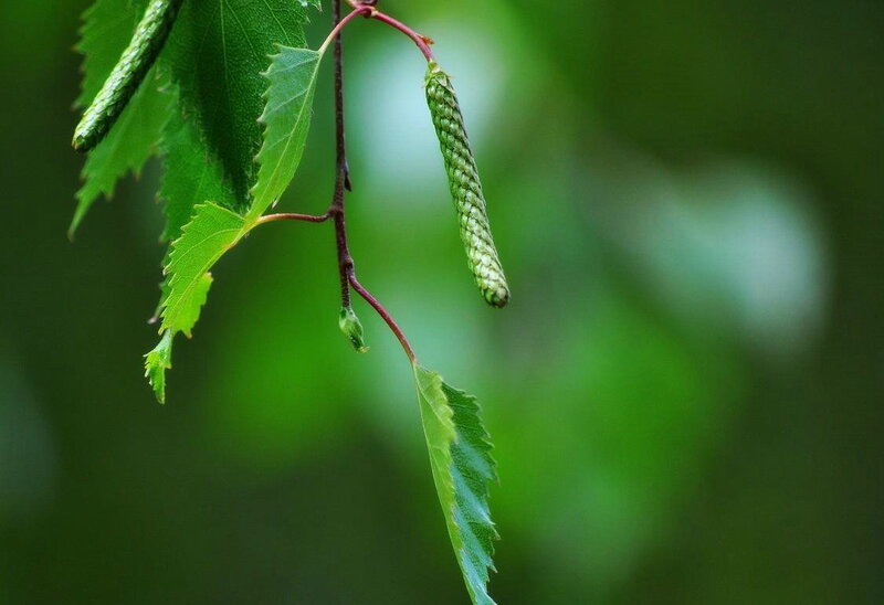 Green Birch Catkins
