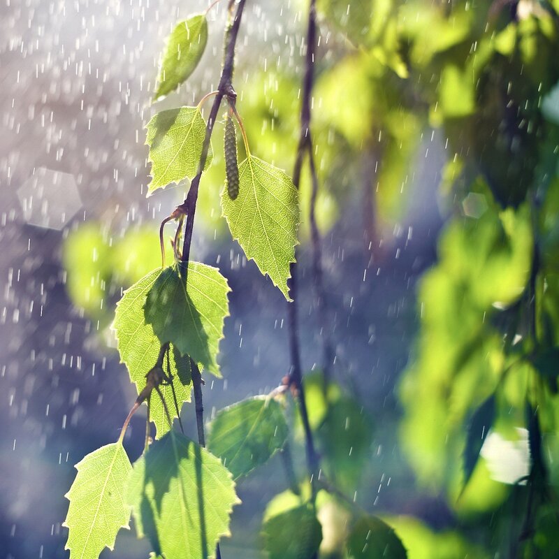 Green Birch Leaves in Rain — Serene