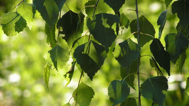 Green Birch Leaves — Serene, Afternoon