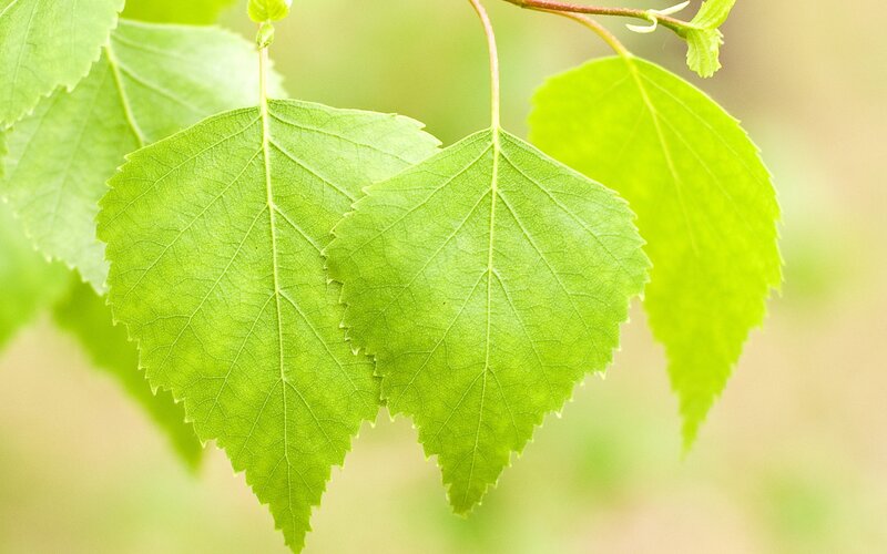 Green Birch Leaves — Serene, Spring