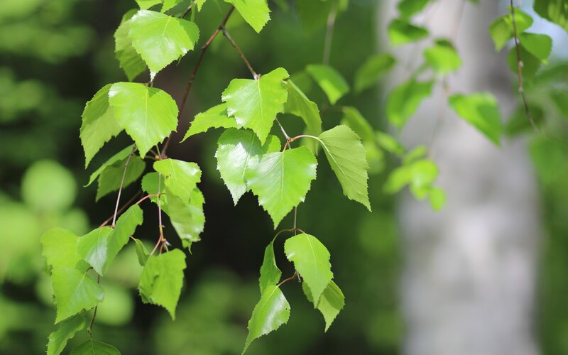Green Birch Leaves — Serene