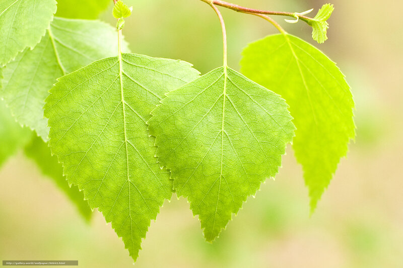 Green Birch Leaves