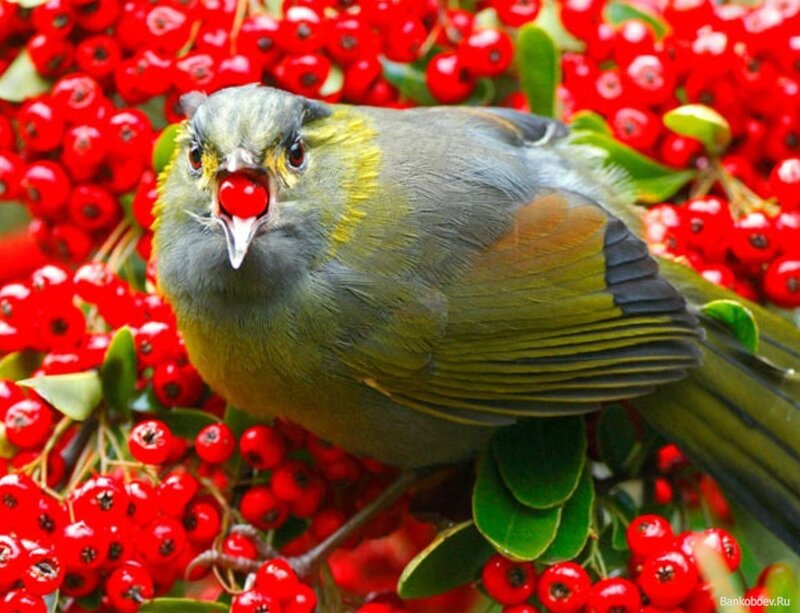 Green Bird Eating Berry — Red